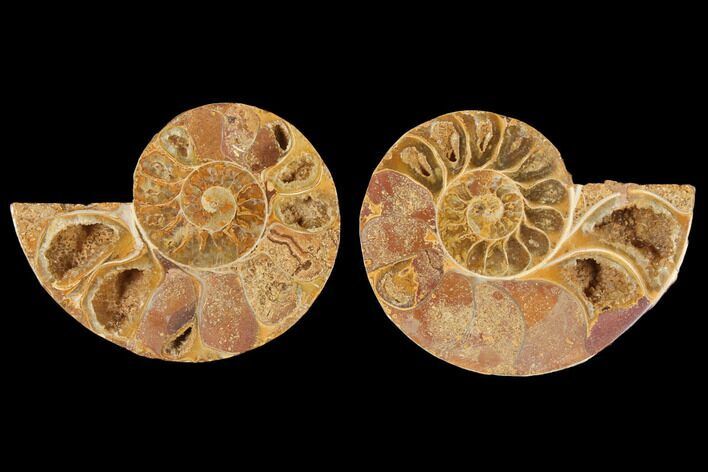 Cut & Polished Agatized Ammonite Fossil- Jurassic #131695